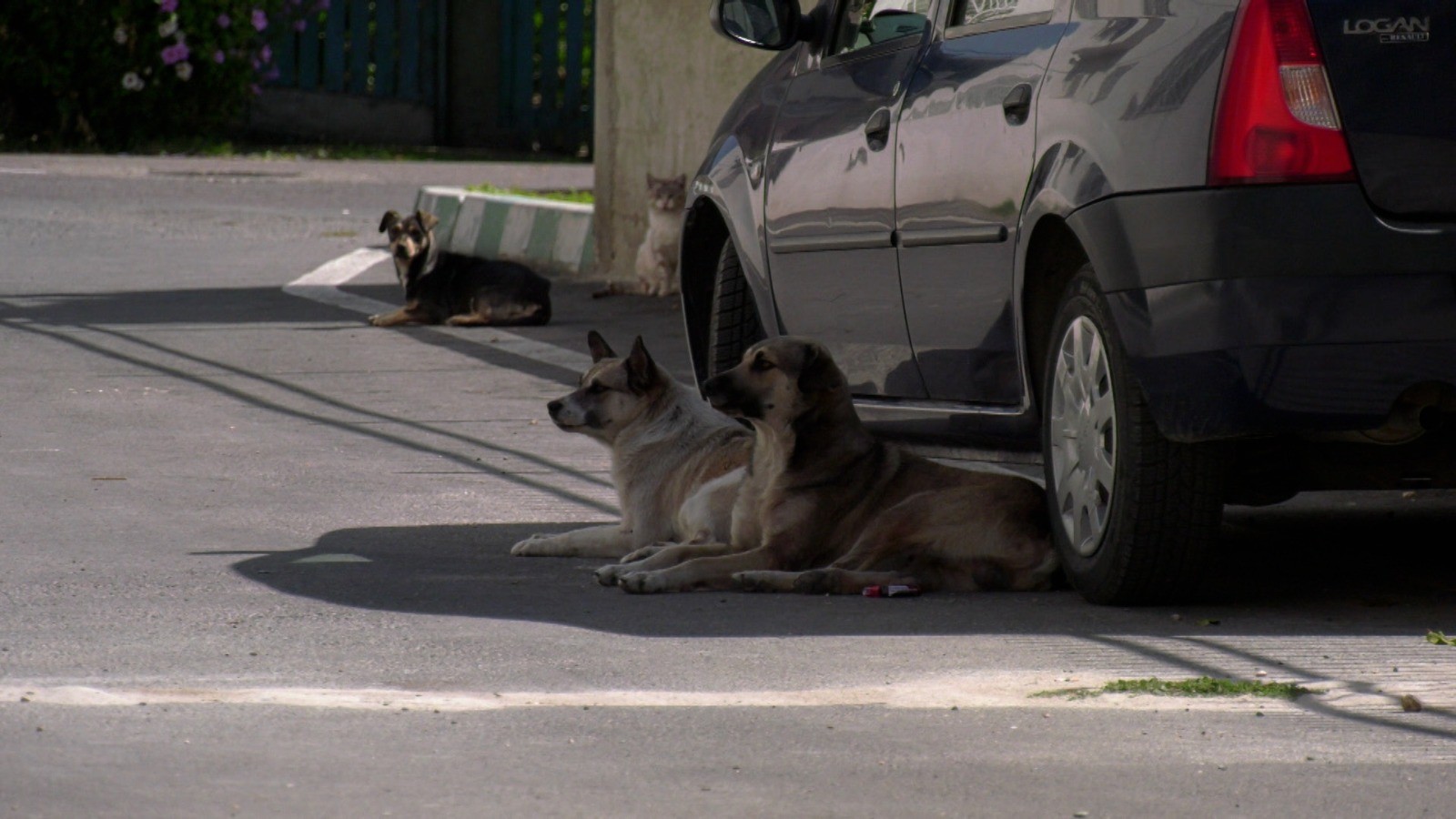 Mai animal e cel cu două picioare Ce spun vecinii despre bărbatul