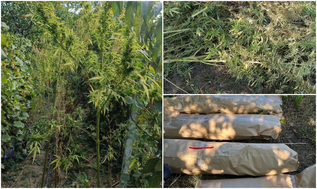 Fost procuror din Vrancea cultivator de cannabis Mascații au