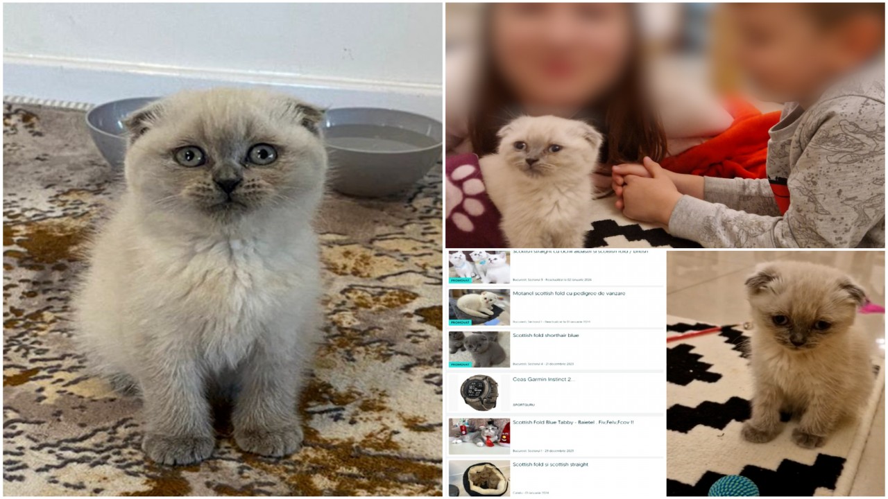 Au Cump Rat De Pe Internet O Pisic Scottish Fold Cu De Lei