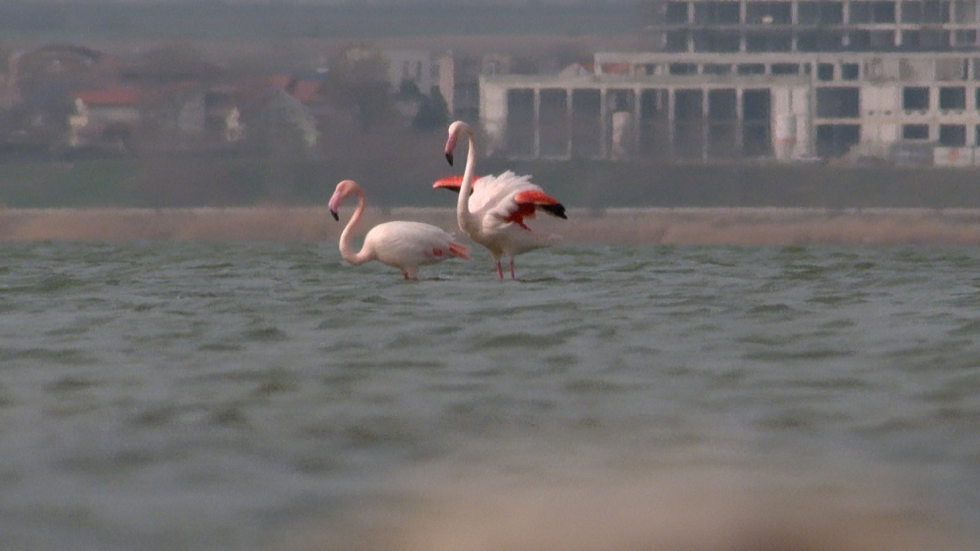 Spectacol Pe Lacul Techirghiol Oferit De Mai Multe P S Ri Flamingo