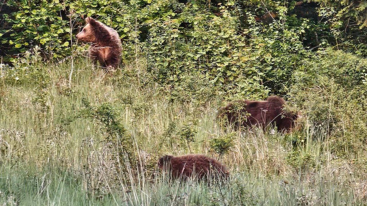 Trei ursuleţi părăsiţi de mamă împuşcaţi de autorităţile din Miercurea