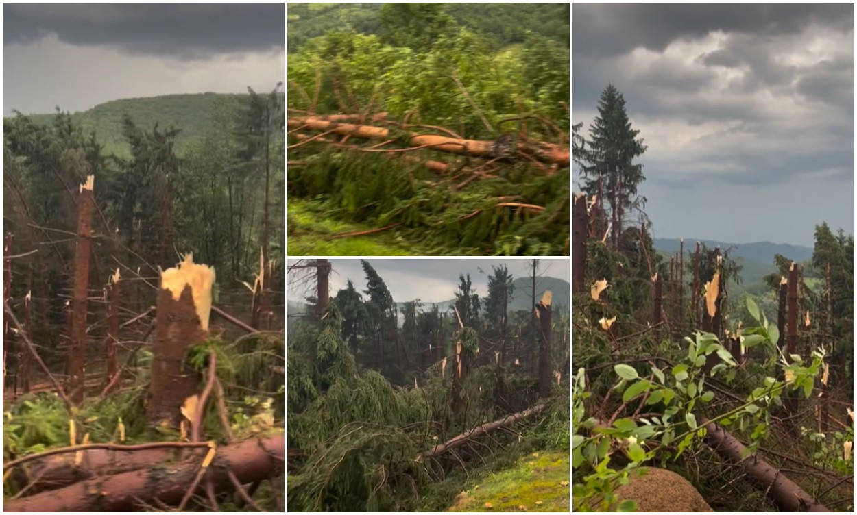 Doamne fereşte O pădure întreagă de brazi pusă la pământ în