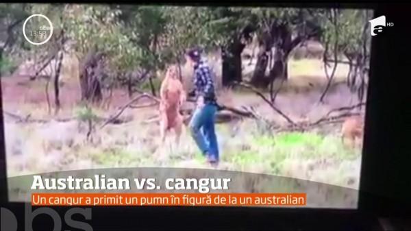 Viralul zilei: Un bărbat s-a bătut cu un cangur ca să-și apere c&acirc;inele! Cine crezi că a c&acirc;știgat? (VIDEO)