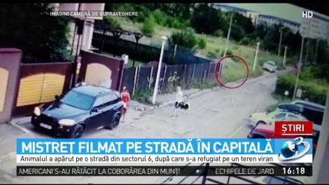 Mistreţ filmat pe o stradă în Capitală. Animalul sălbatic alerga dezorientat printre mașini