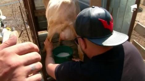 Poftiți la circ 2020, ediția 6. Nea Marin i-a pus pe Shift și pe What’s Up să mulgă caprele. Ce farsă le-a pregătit