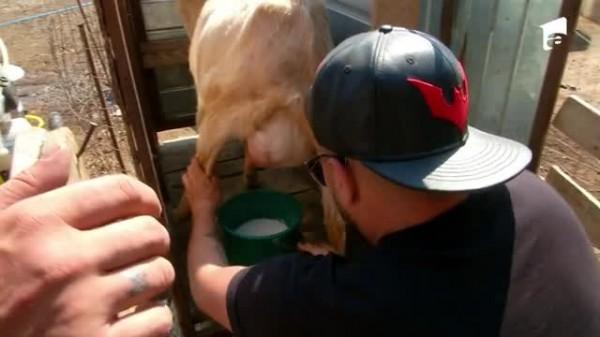 Poftiți la circ 2020, ediția 6. Nea Marin i-a pus pe Shift și pe What&rsquo;s Up să mulgă caprele. Ce farsă le-a pregătit