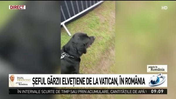 Povestea lui Pongo, c&acirc;inele care &icirc;l apără pe Papa Francisc &icirc;n vizita din Rom&acirc;nia