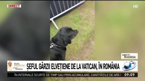 Povestea lui Pongo, câinele care îl apără pe Papa Francisc în vizita din România