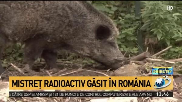 Porc mistreţ radioactiv, descoperit &icirc;n judeţul Suceava, la 10 km de frontiera cu Ucraina. Autorităţile sunt &icirc;n alertă!