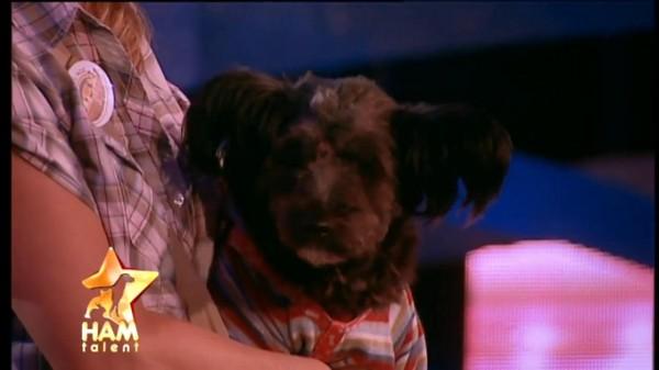 Pofta de viaţă a salvat-o pe Mia de la eutanasiere! Căţeluşa suferă de paralizie la picioarele din spate!