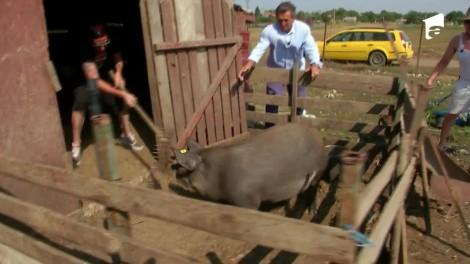 Poftiți la circ 2020, ediția 6. Shift și What's UP au urmărit o scroafă și a ieșit un show de zile mari! Ce au putut să facă