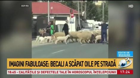 VIDEO! Așa ceva NU EXISTĂ! Imagini fabuloase cu Gigi Becali. Latifundiarul mână oile cu mătura, pe o stradă din Pipera