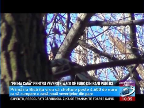 Veveriţele vor beneficia de proiectul "Prima casă! Suma alocată este de 4.600 de euro, toţi din banii publici!