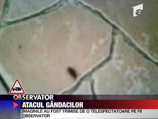 Atacul gandacilor