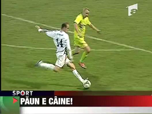 Paun e caine