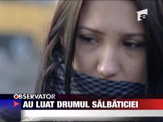 Au luat drumul salbaticiei