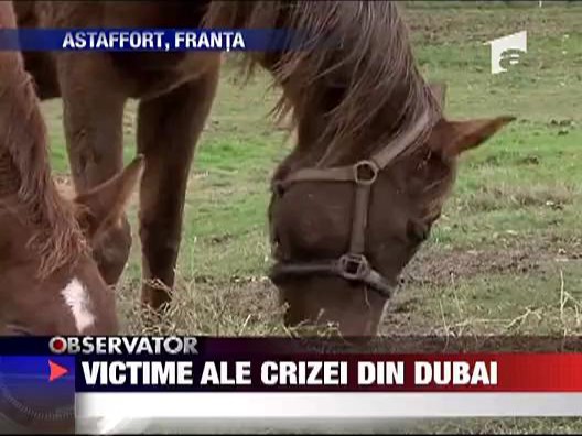 Victime ale crizei din Dubai