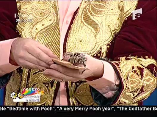 Daniela, cu tarantula, Puberu, la distanta