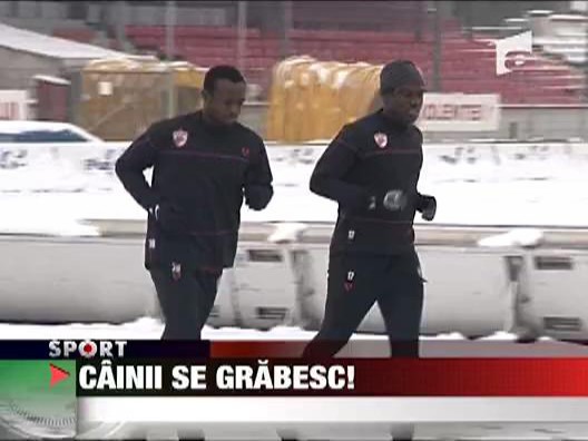 Cainii se grabesc