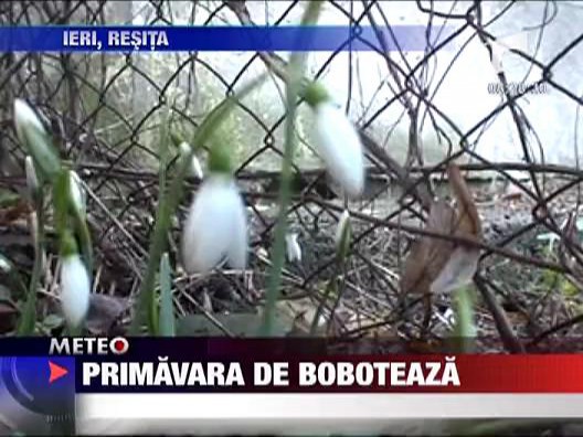 Primavara de Boboteaza