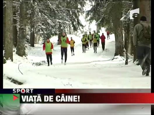 Viata de caine