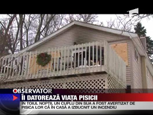 O pisica eroina