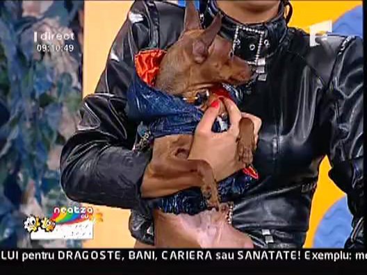 Prezentare de moda canina