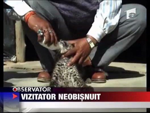 Pui de leopard salvat de oameni | Observator News