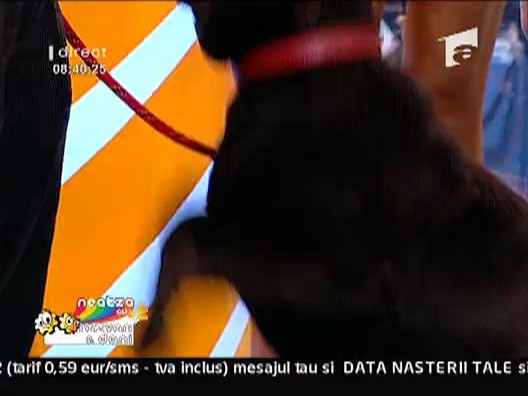 Expozitie canina la Neatza