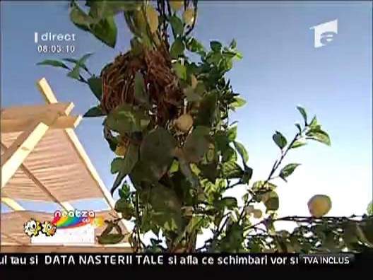 Lamaiul sinceritati
