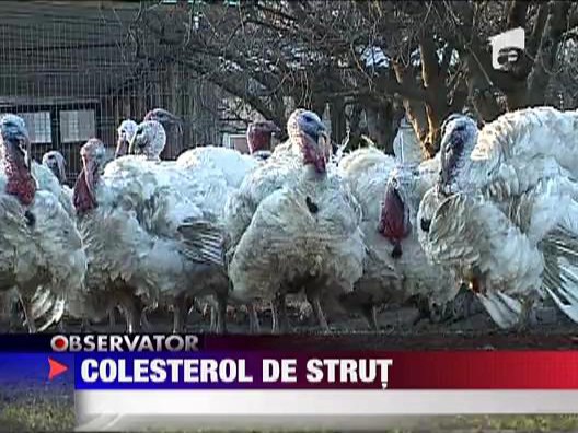 Colesterol de strut | Observator News