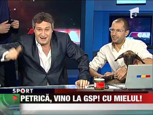 Petrica , vino la GSP! Cu Mielul!