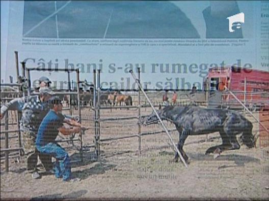Cati bani au fost irositi pentru salvarea cailor salbatici?