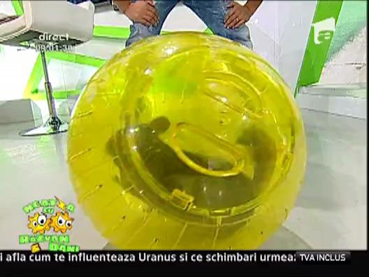 Sinsilu, animalutul bun de mascota