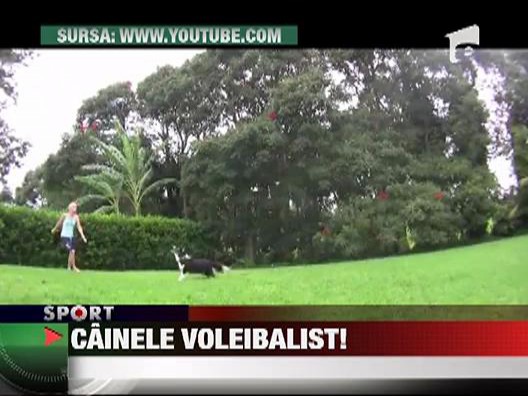 Cainele voleibalist