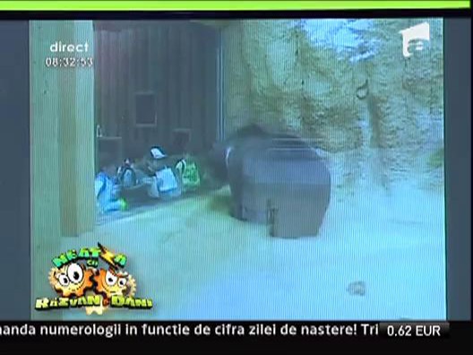 Relatii dintre copii si animalele fioroase