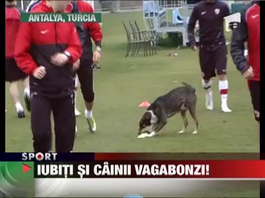 Dinamovistii , pradati de un caine