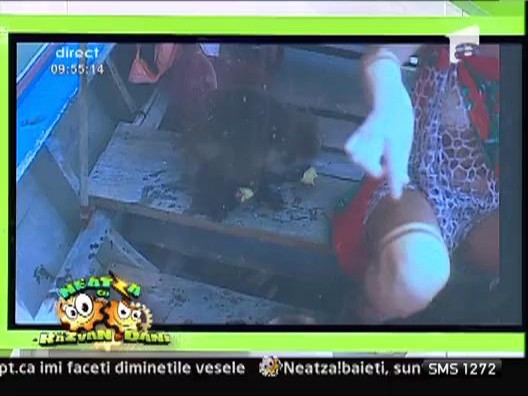 Anna Lesko a fost muscata de o maimuta