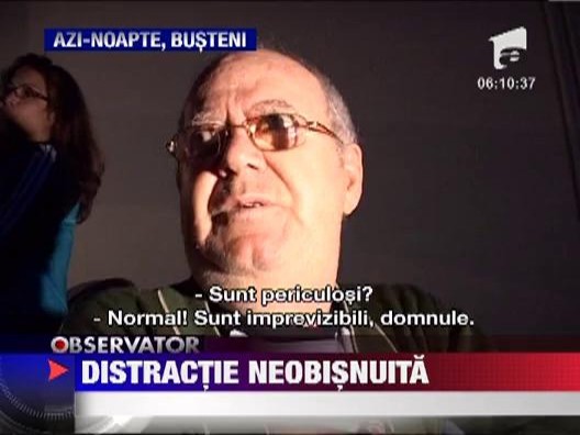 Un taur si trei pui de urs s-au distrat de minune la munte ...