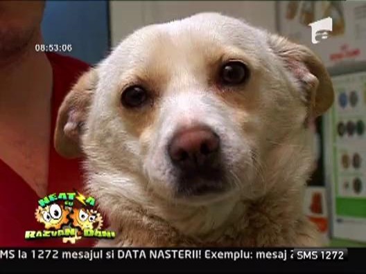 Cum sa previi fuga sau disparitia animalului de companie