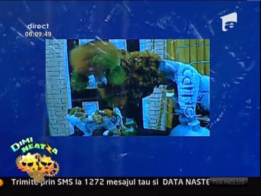 Cele mai ciudate si ridicole tunsori pentru animale