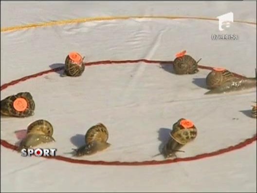 Campionatul Mondial de curse intre melci a avut loc in Anglia