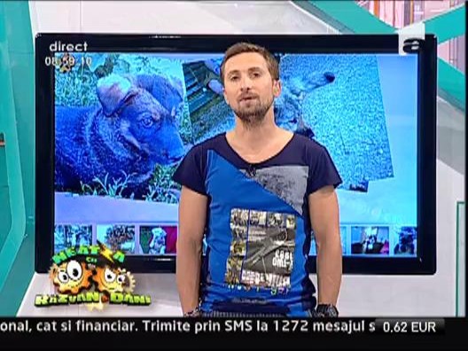 Ajuta echipa de la Neatza sa-si ia un caine si poti castiga un super premiu