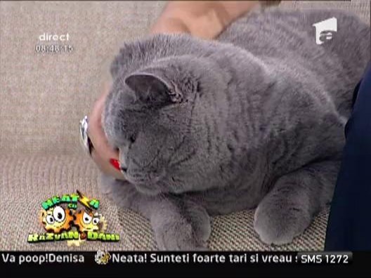 Cum sa hranim corect pisicile