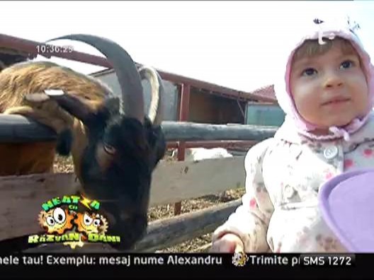 Gradina zoologica cu animale domestice