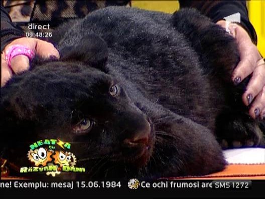 Pantera Radu, vedeta circului Globus