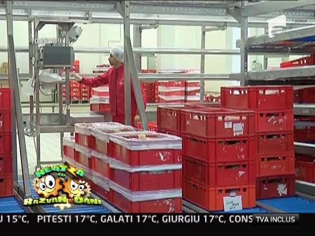 Cum se realizeaza produsele romanesti din carne