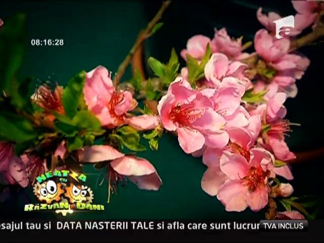 Reguli si tendinte de amenajare a gradinii