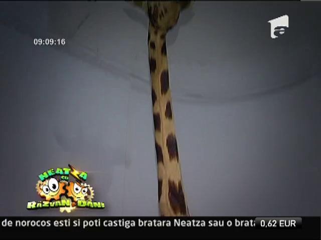 Scoala de vara de la Muzeul Antipa