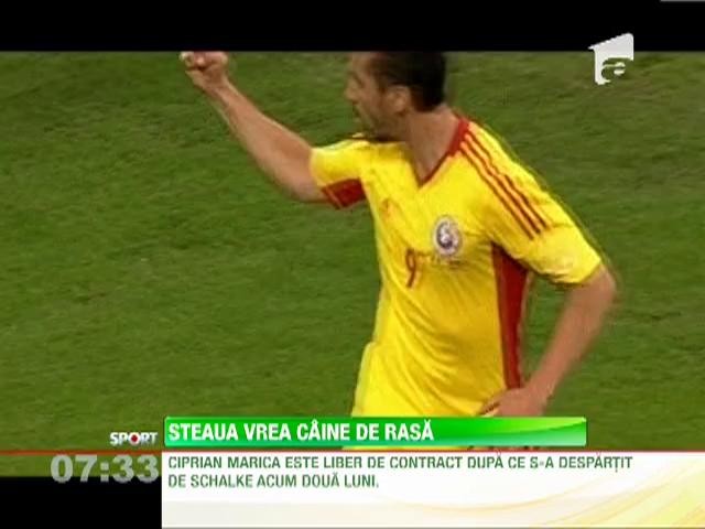 Steaua il vrea pe Marica